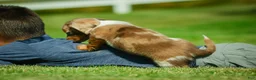 Miniature Dachshund dogs for sale: Easton - Ad 5