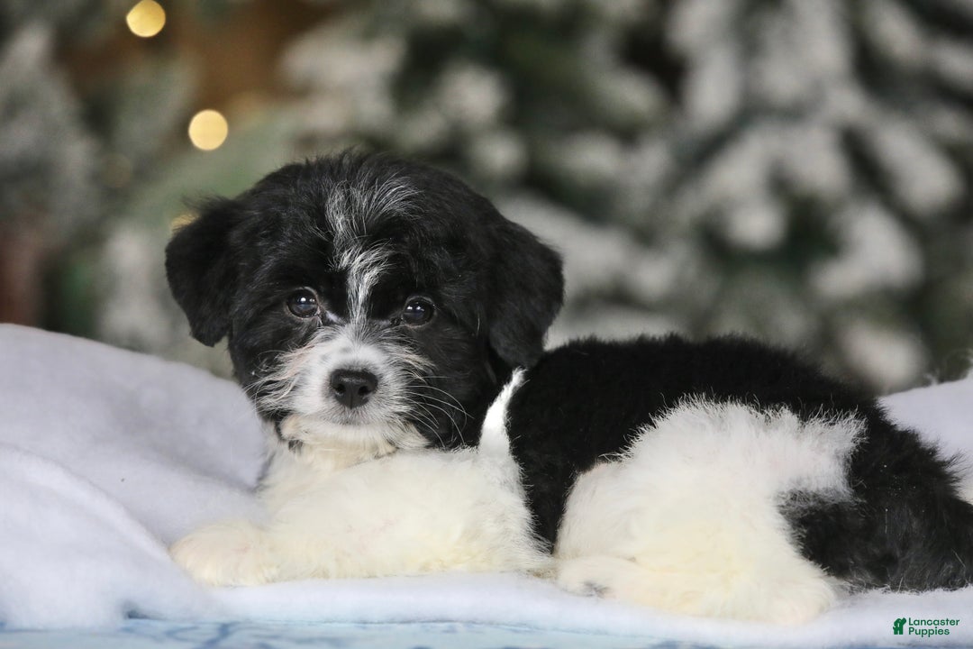 Teddy Bear dogs for sale: Noelle - Ad 28