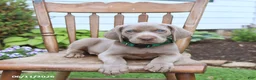 Weimaraner dogs for sale: Silver - Ad 1