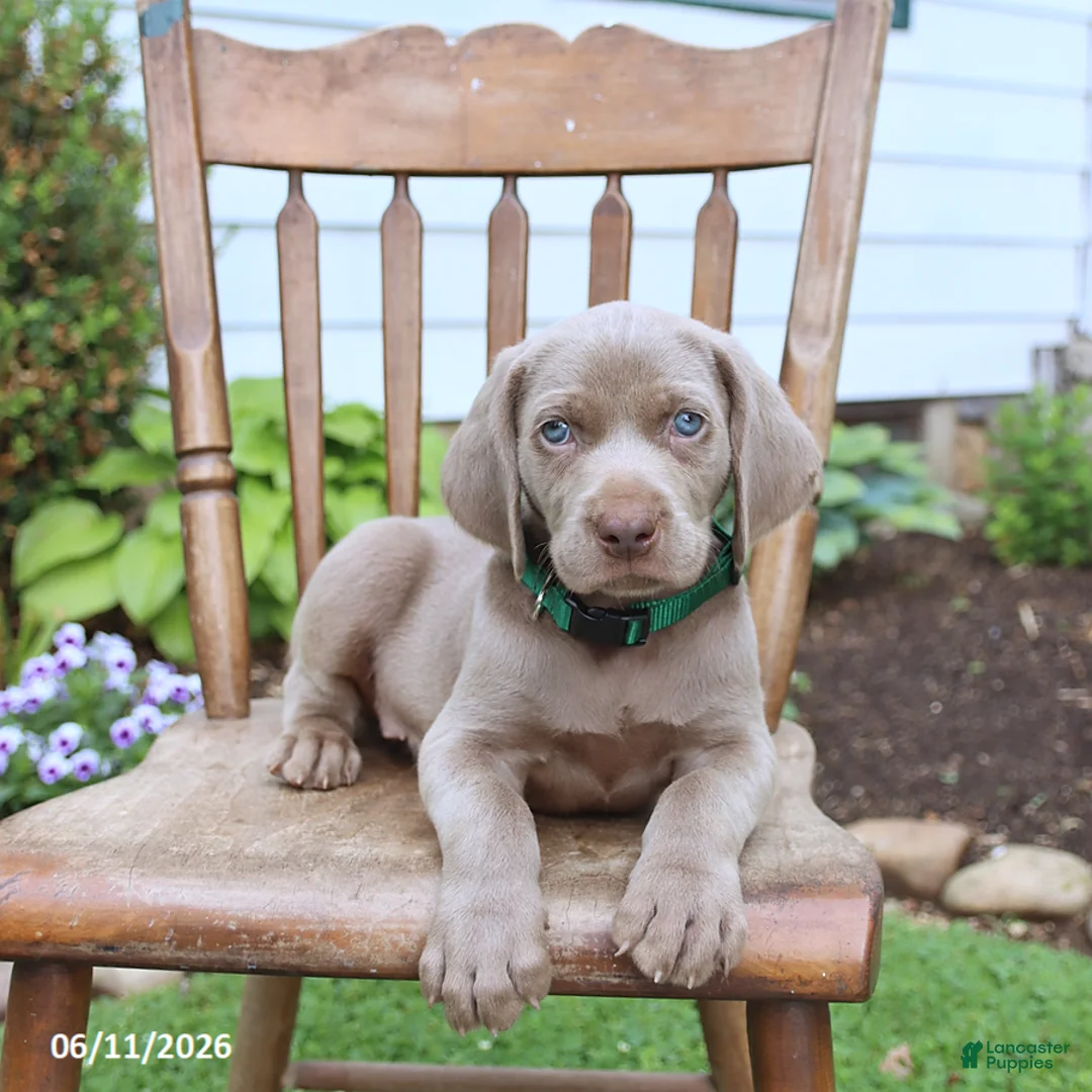 Weimaraner dogs for sale: Silver - Ad 1