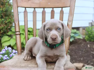 Weimaraner dogs for sale: Silver - Ad 2