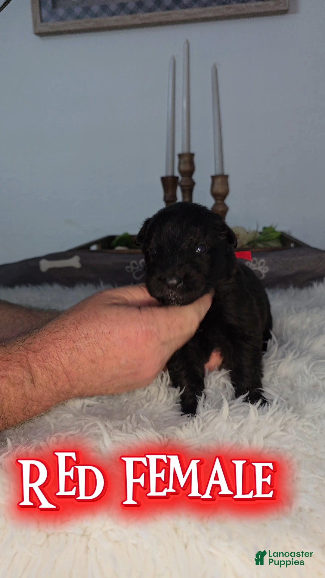 German Shepherd dogs Solid Black long hair Female Red - Ad 1