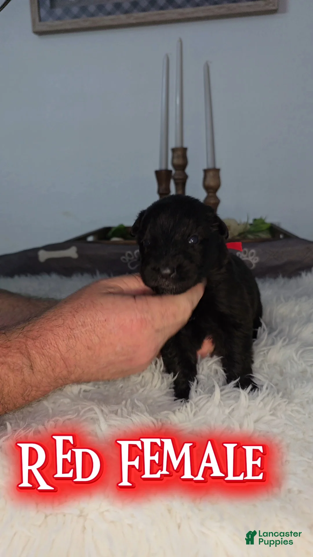 German Shepherd dogs for sale: Solid Black long hair Female Red - Ad 1