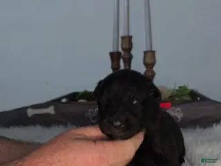 German Shepherd dogs for sale: Solid Black long hair Female Red - Ad 2