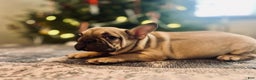 French Bulldog dogs for sale: Duck - Ad 2