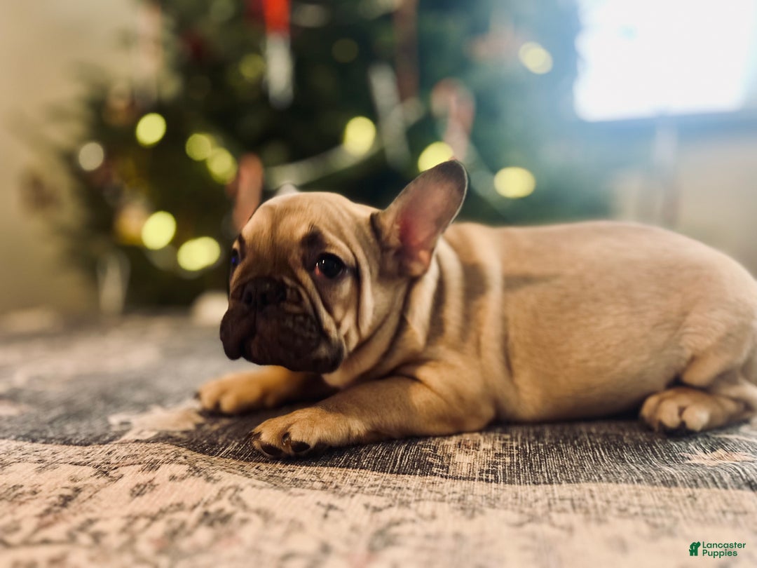 French Bulldog dogs for sale: Duck - Ad 2