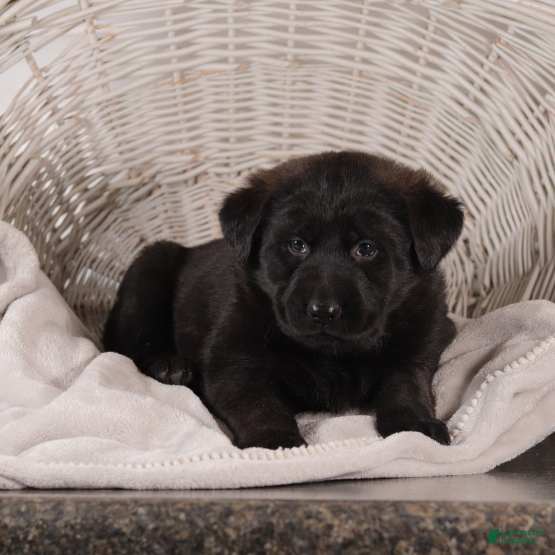 Mixed Breed dogs for sale: Petunia - Ad 5