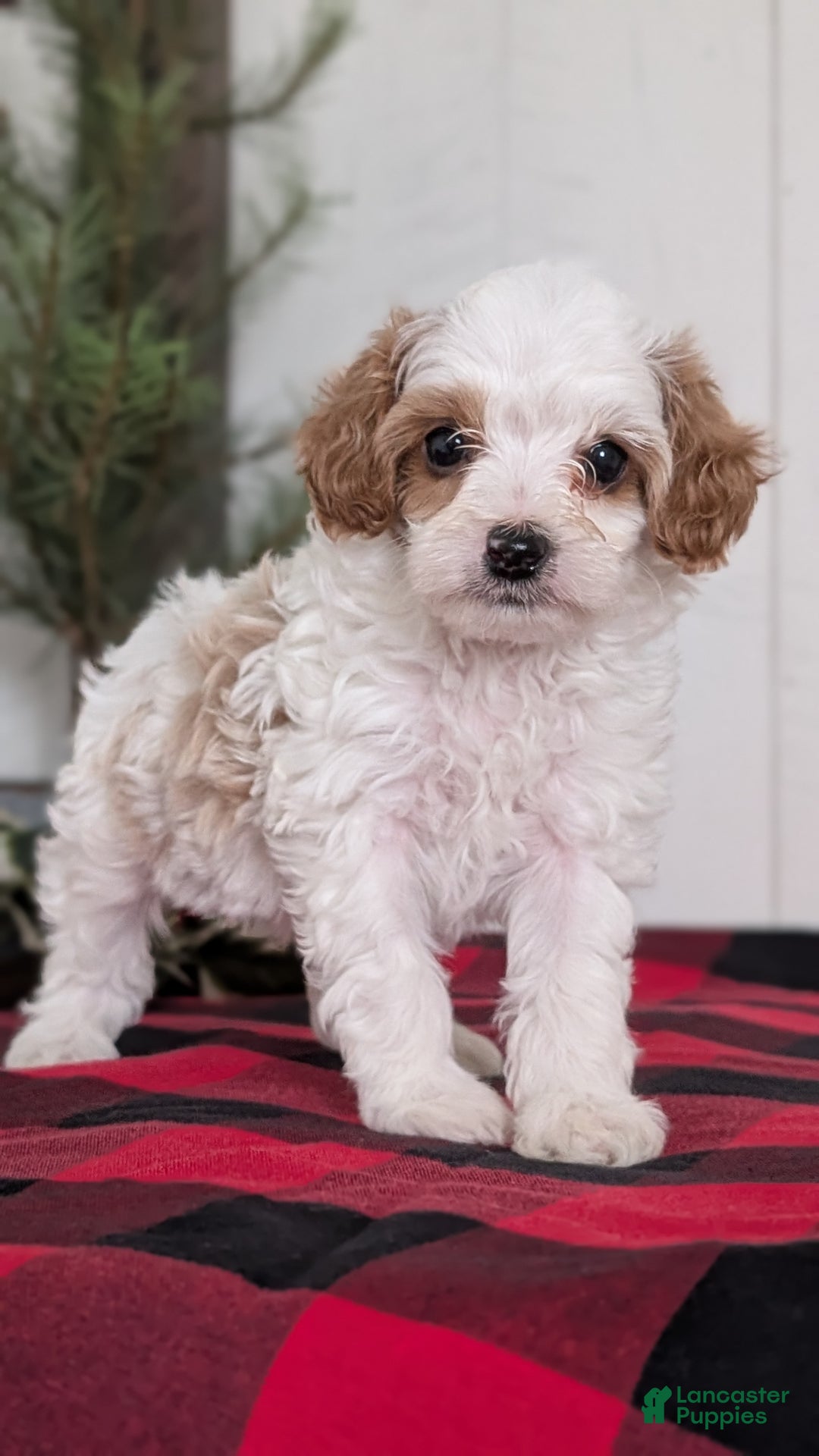 Cavapoo dogs for sale: Delilah  - Ad 5