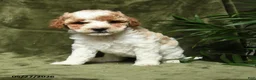 Miniature Poodle dogs for sale: Betrice - Ad 5