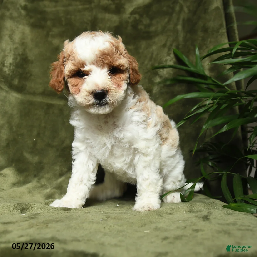 Miniature Poodle dogs for sale: Betrice - Ad 5