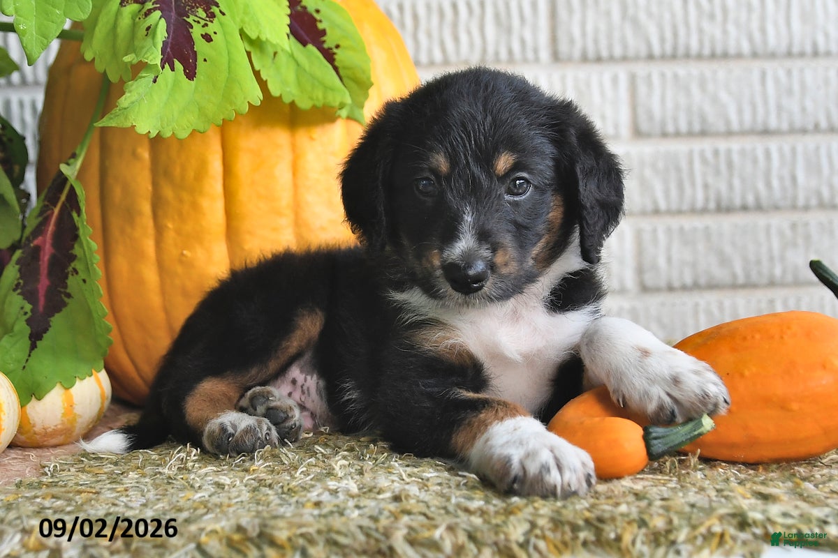 Mixed Breed dogs Alex - Ad 1
