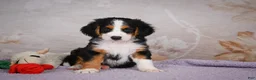 Mini Bernedoodle dogs for sale: Ben - Ad 3