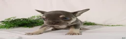 French Bulldog dogs for sale: Lacey - Ad 8