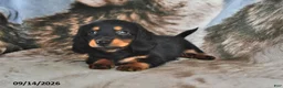 Miniature Dachshund dogs for sale: Coffee - Ad 3