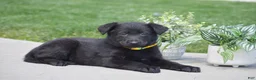 German Shepherd dogs for sale: Holly - Ad 3