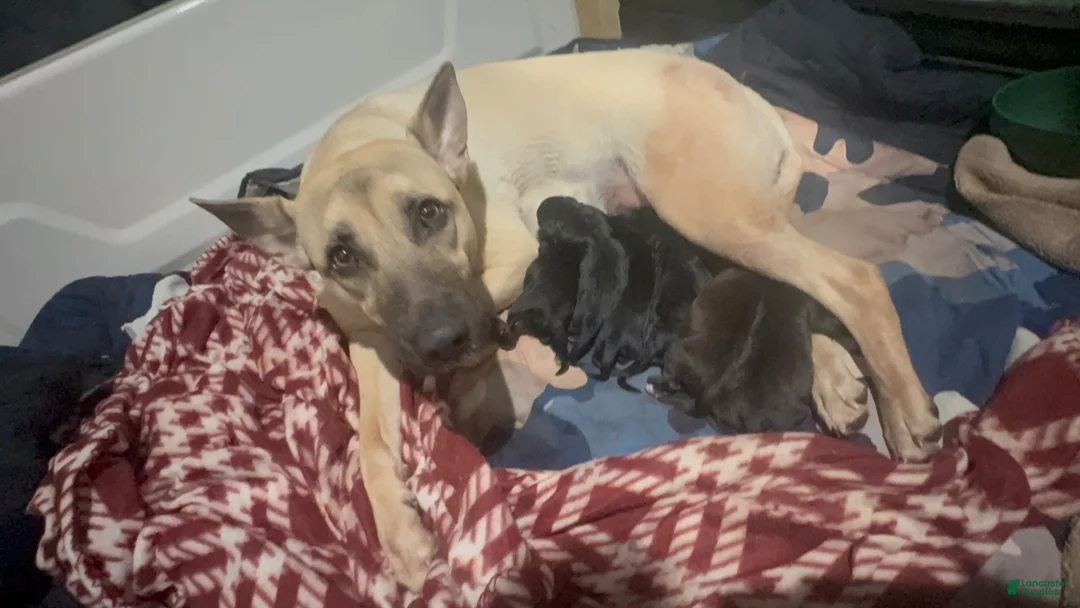 Gallery Image {{count}}