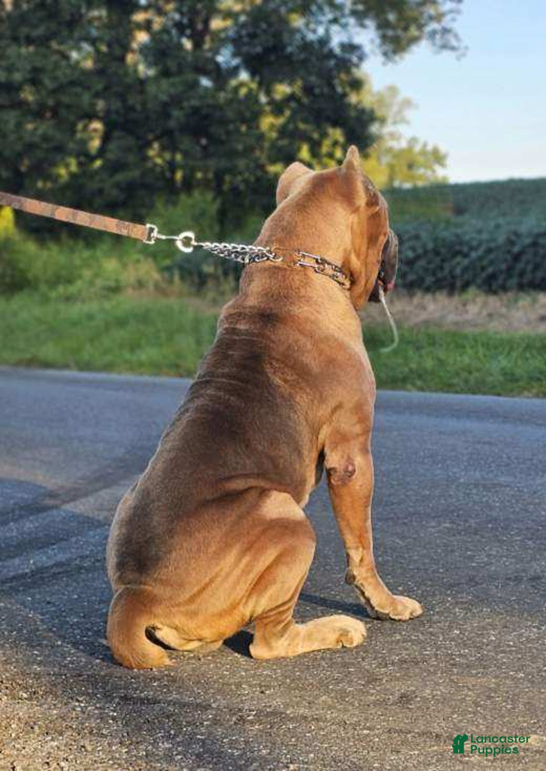 Cane Corso dogs for sale: Cane Corso Puppy 3 - Ad 7