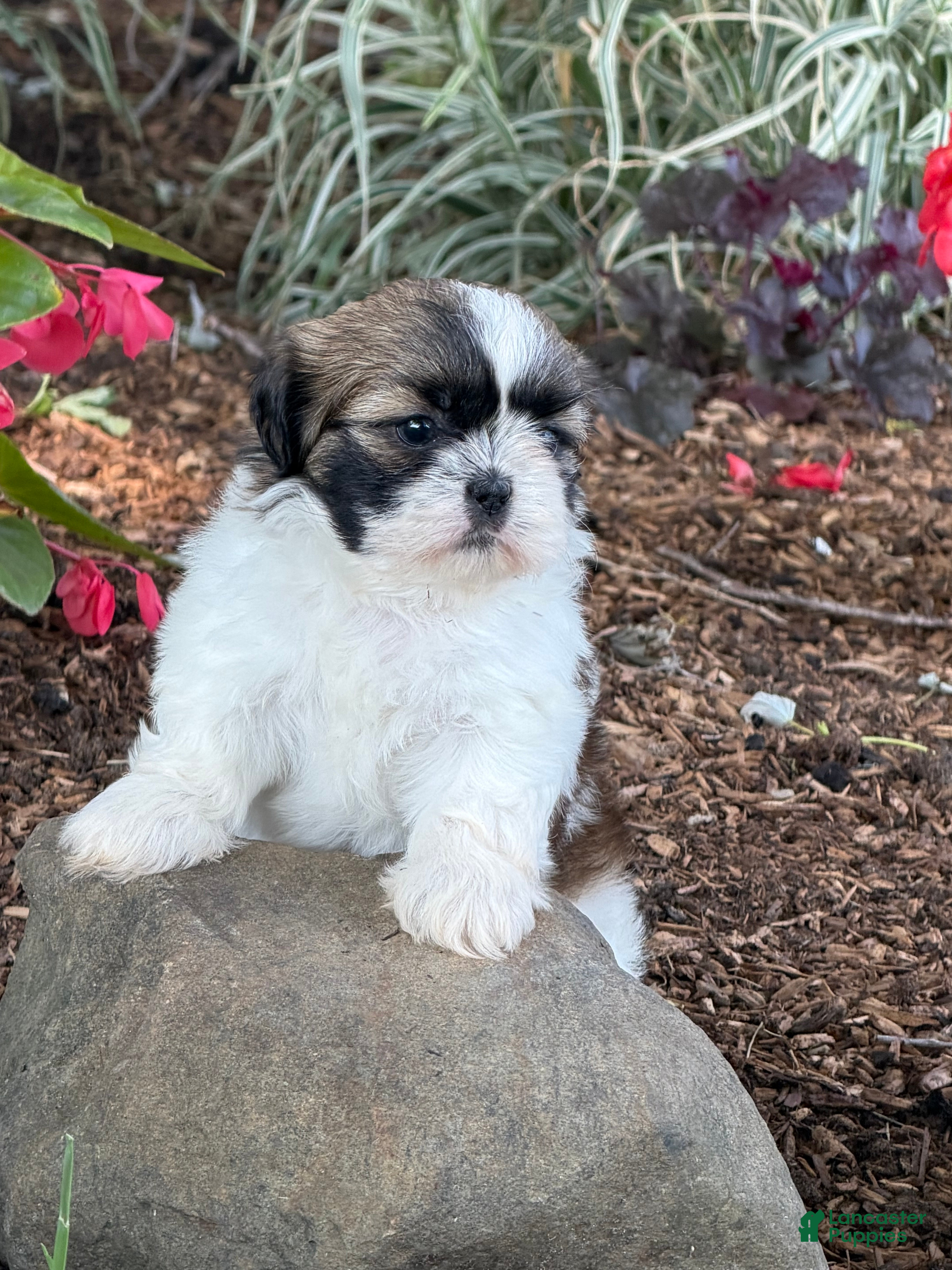 Shih Tzu dogs Queenie Shih Tzu  - Ad 2