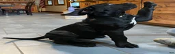 Cane Corso dogs for sale: Cane Corso 1 - Ad 6