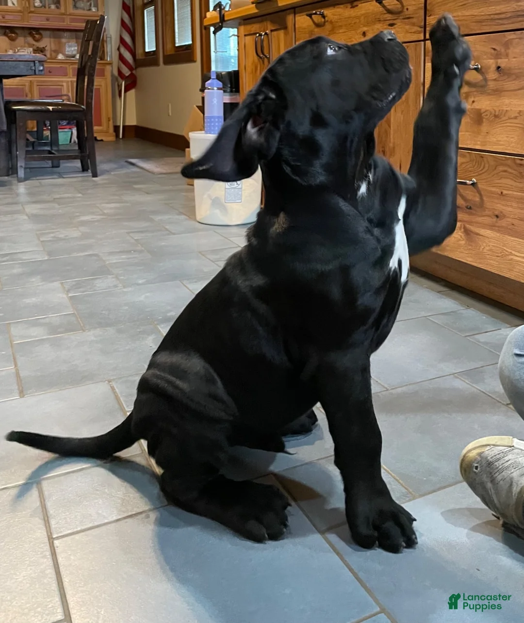Cane Corso dogs for sale: Cane Corso 1 - Ad 6