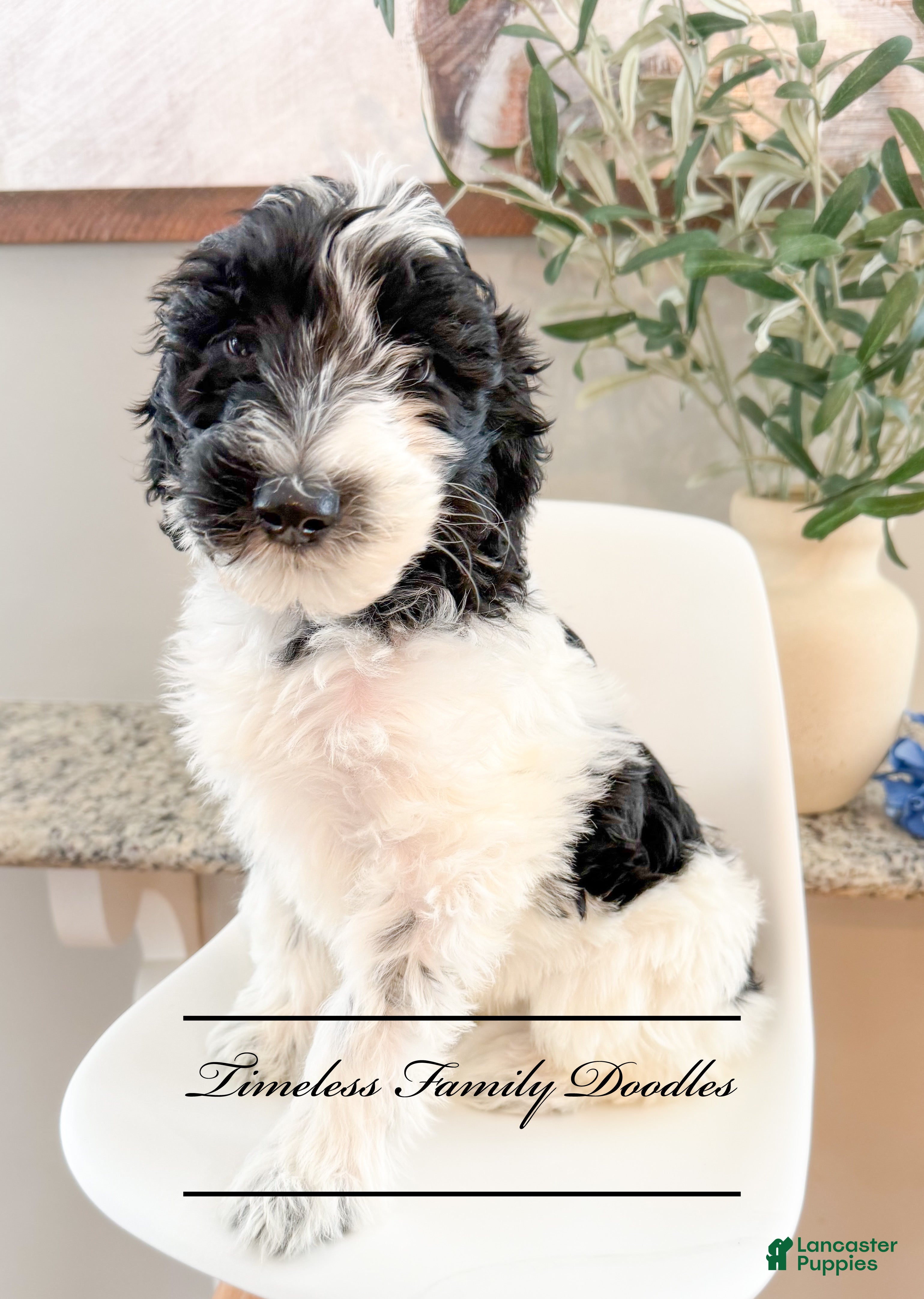 Sheepadoodle dogs Simon - Ad 18