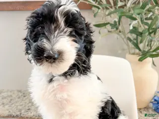 Sheepadoodle dogs Simon - Ad 18