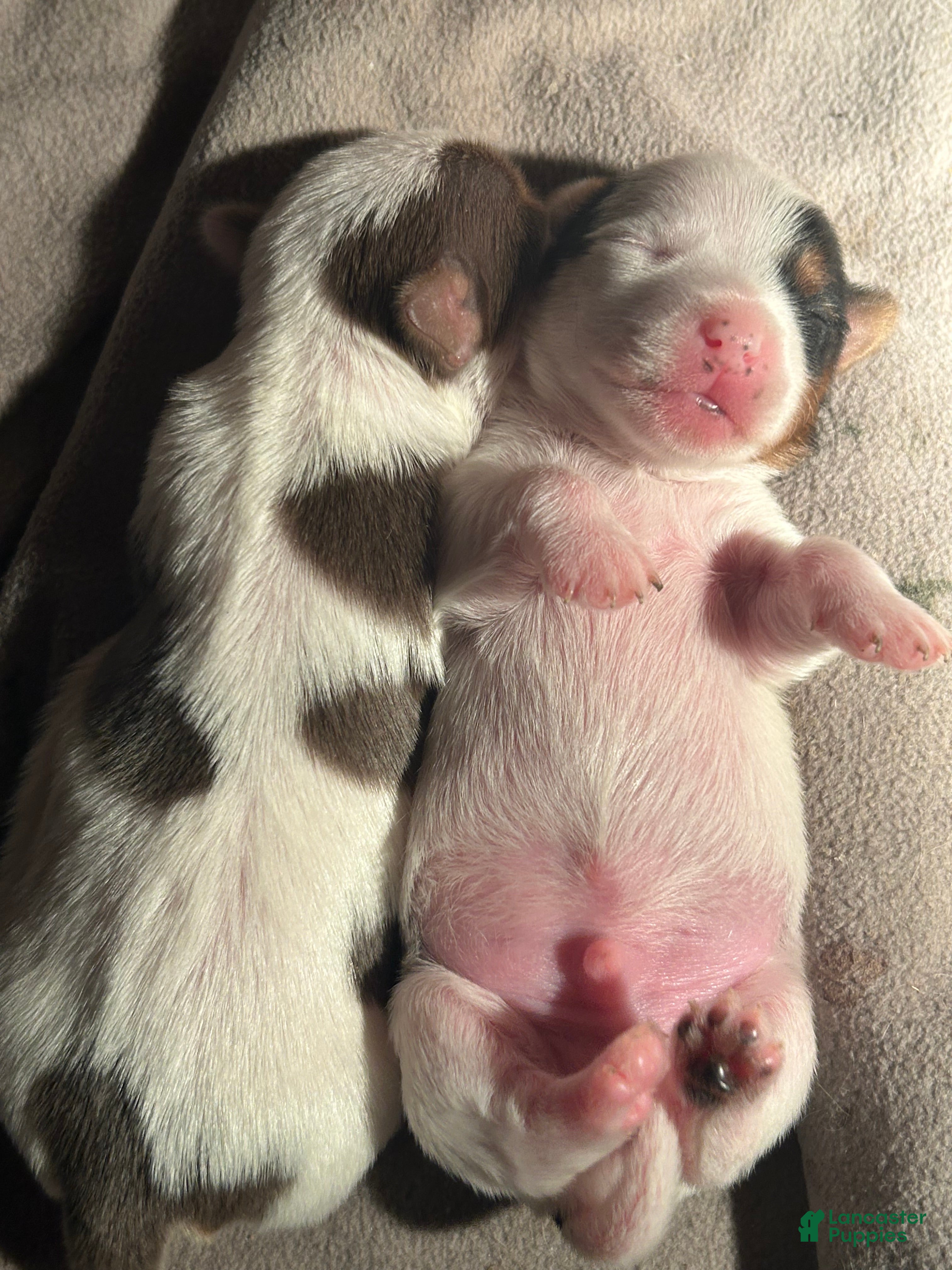 Yorkshire Terrier dogs for sale: Yorkshire Terrier Puppy 2 - Ad 3