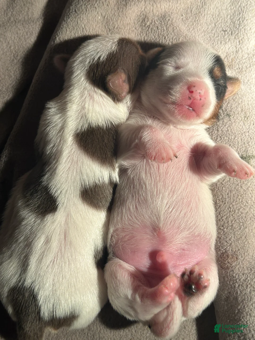 Yorkshire Terrier dogs for sale: Yorkshire Terrier Puppy 2 - Ad 1