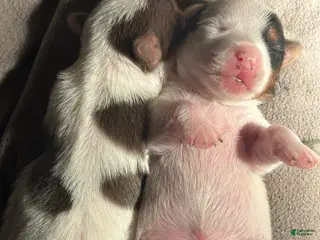 Yorkshire Terrier dogs for sale: Yorkshire Terrier Puppy 2 - Ad 3