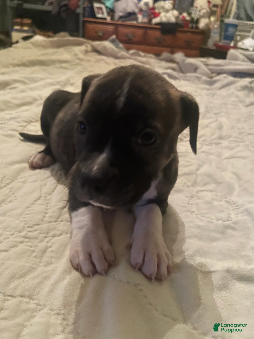 Mixed Breed dogs for sale: Mixed Breed 5 - Ad 1