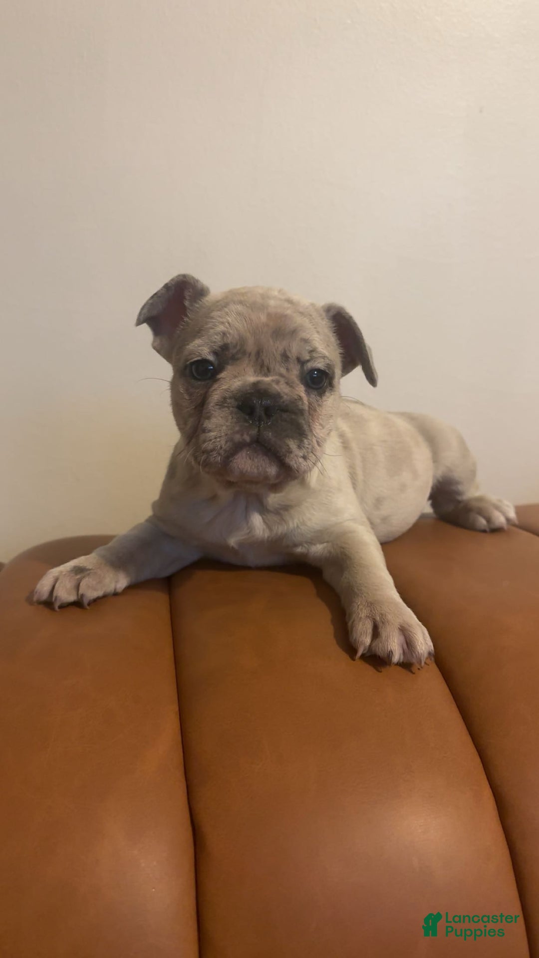 French Bulldog dogs for sale: French Bulldog Puppy 2 - Ad 1