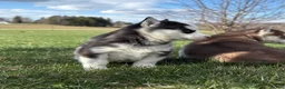 Siberian Husky dogs for sale: Beth - Ad 12