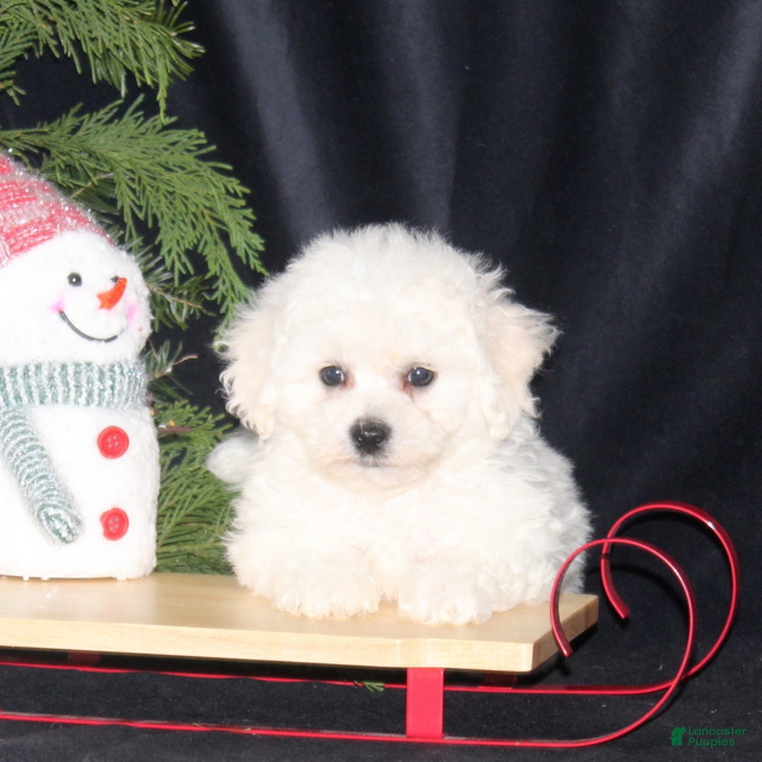 Bichon Frise dogs for sale: Lucas - Ad 2