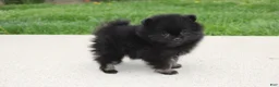Pomeranian dogs for sale: Connie  - Ad 15