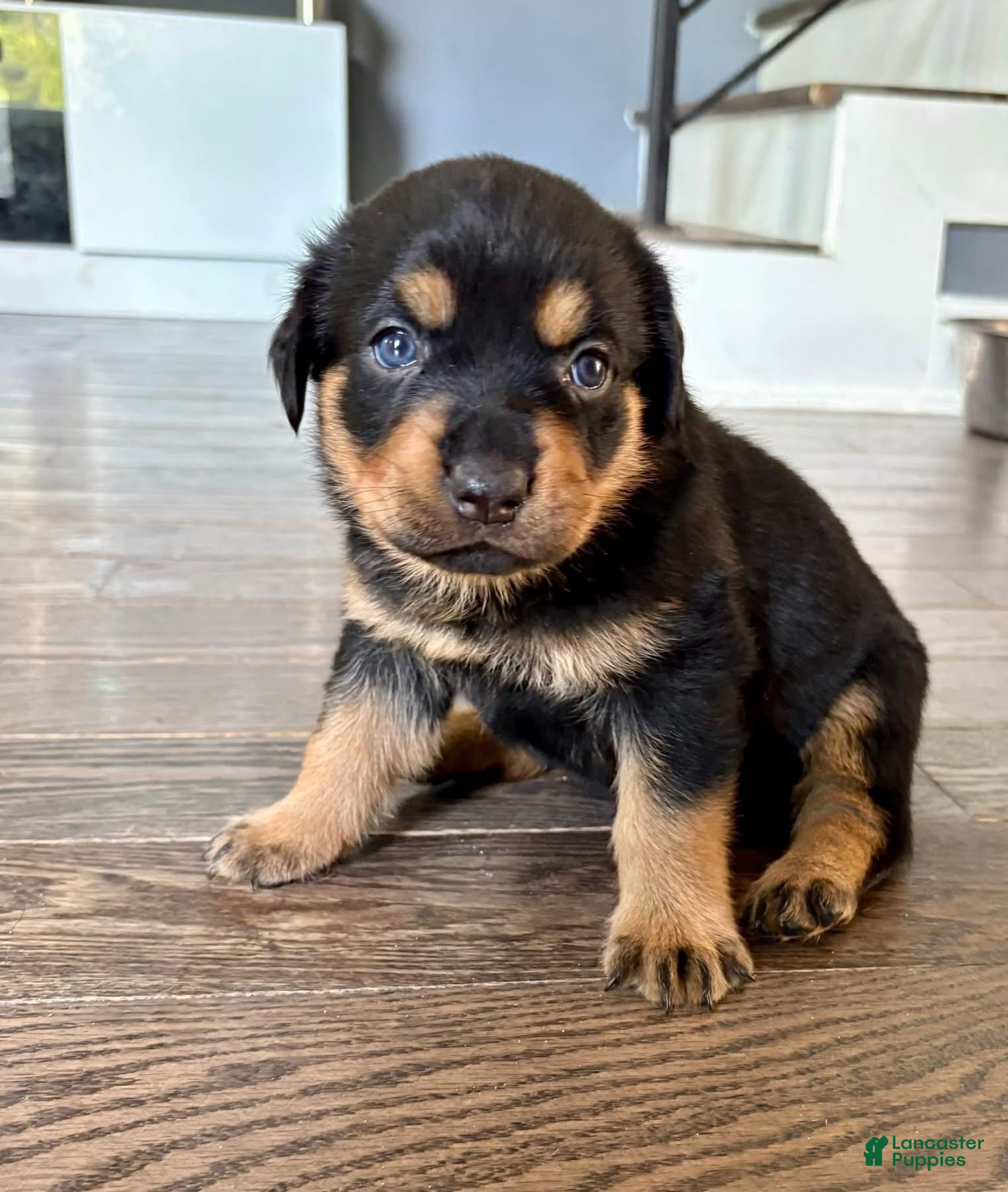 Rottweiler dogs for sale: Dior - Ad 1