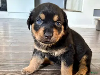 Rottweiler dogs for sale: Dior - Ad 1