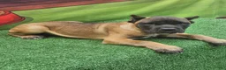 Cane Corso dogs for sale: KING - Ad 19