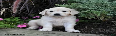 Duke