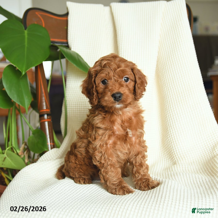 Cockapoo dogs Remy - Ad 1
