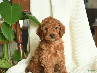 Cockapoo dogs for sale: Remy - Ad 1