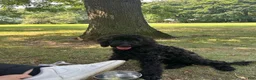 Mini Goldendoodle dogs for sale: Goldendoodle 1 - Ad 6