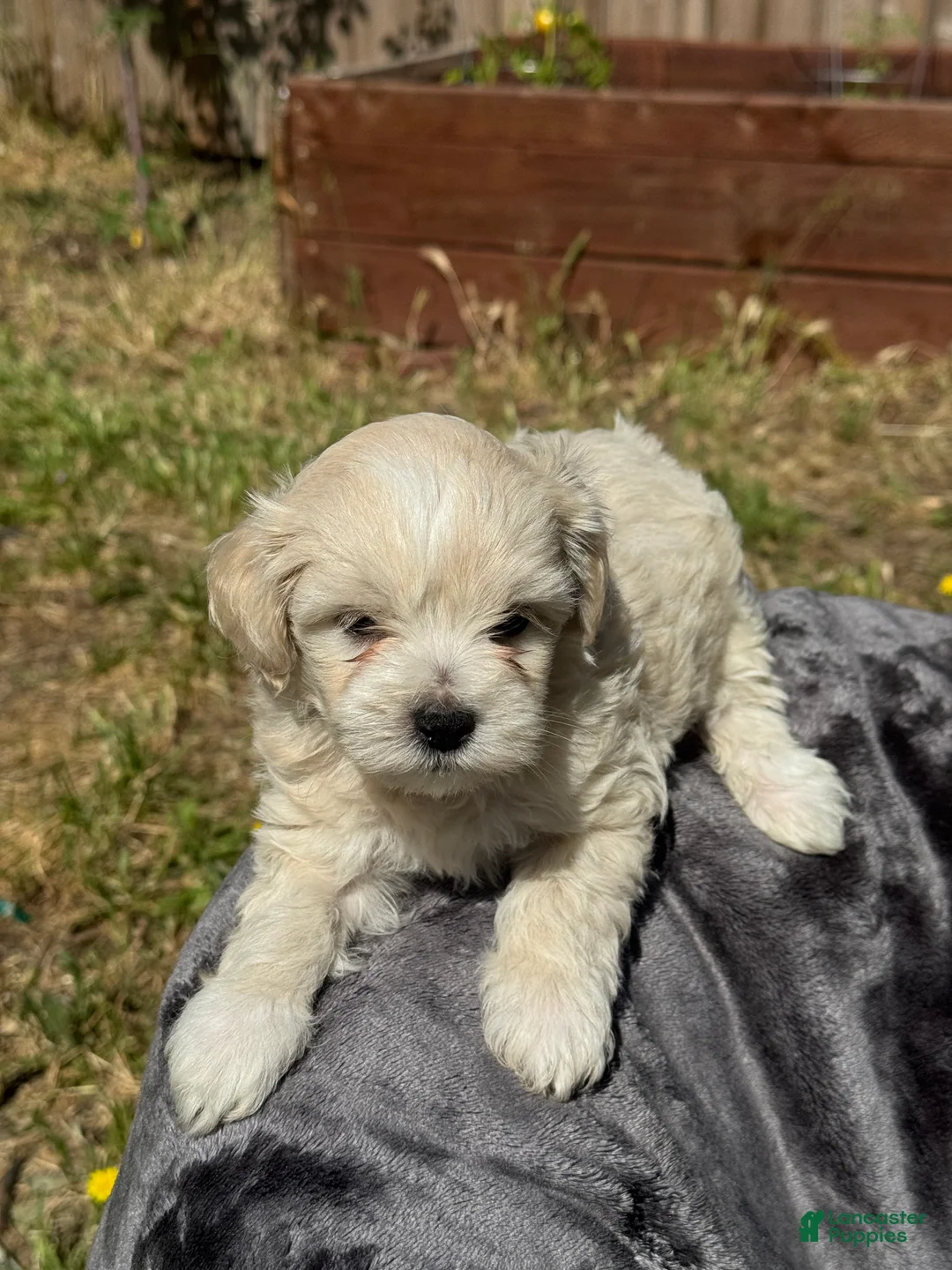 Maltipoo dogs for sale: Maltipoo Puppy 1 - Ad 2