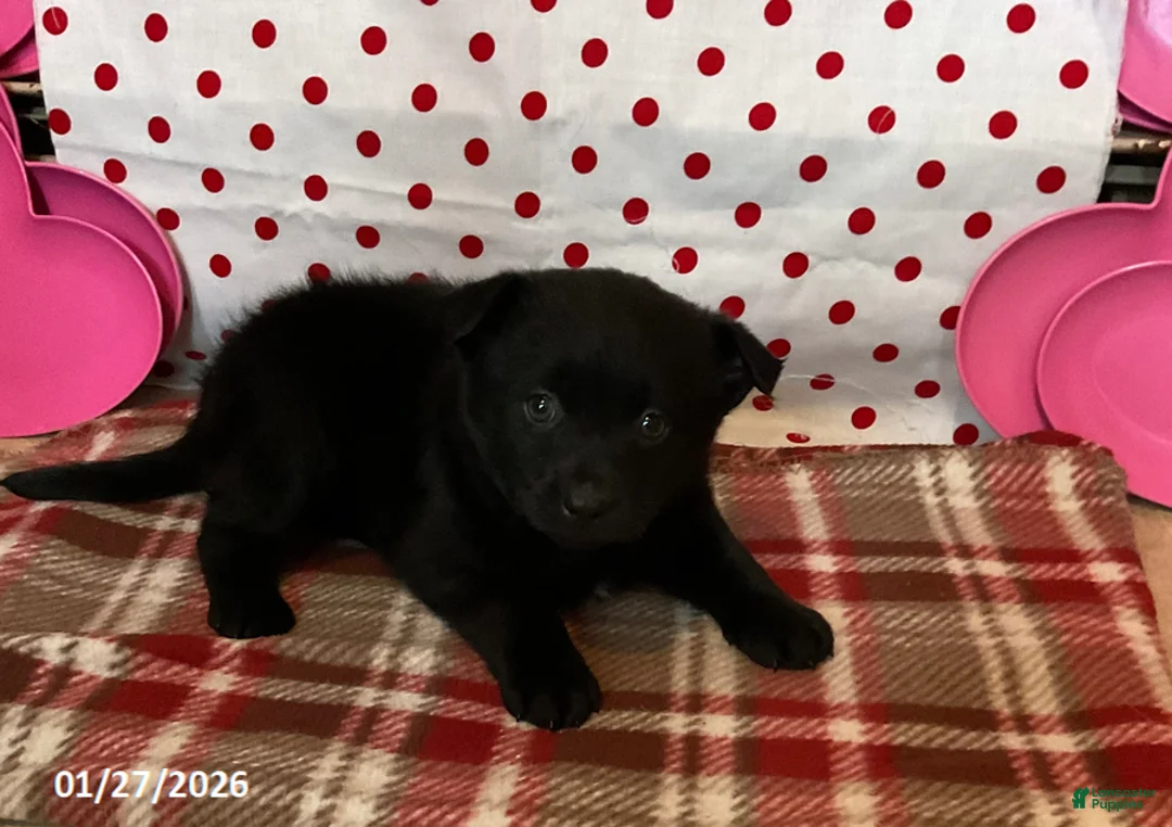 Pomsky dogs for sale: Mason - Ad 4