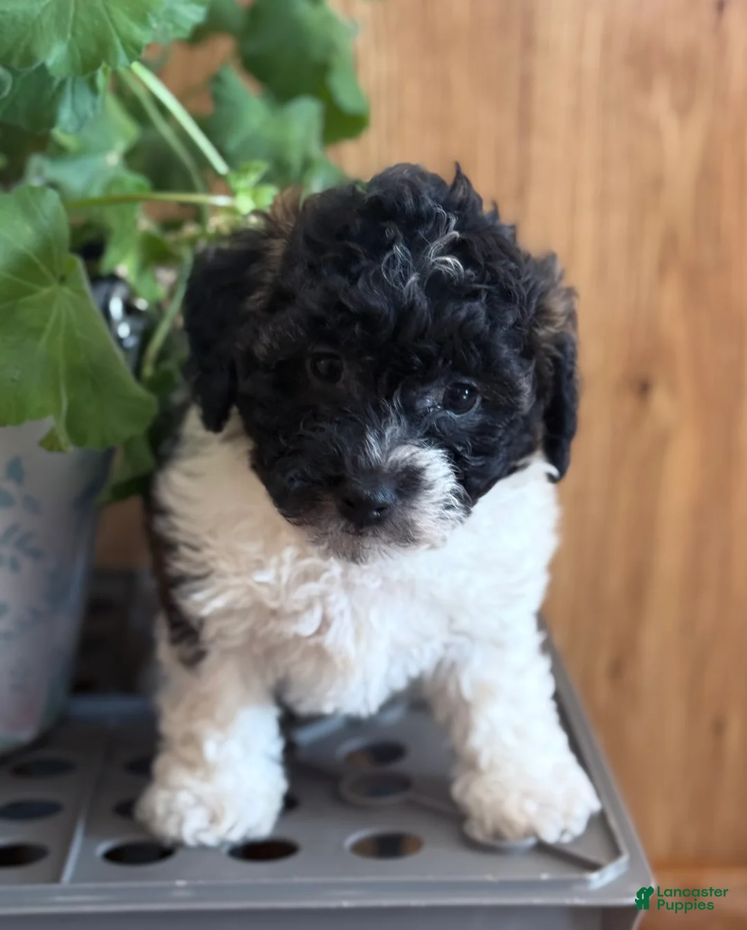 Bichpoo dogs for sale: Bandit - Ad 8