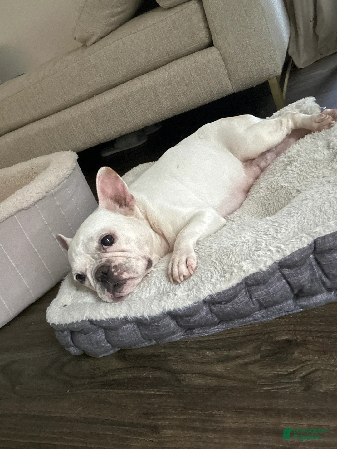 Mixed Breed dogs for sale: Shady - Ad 2
