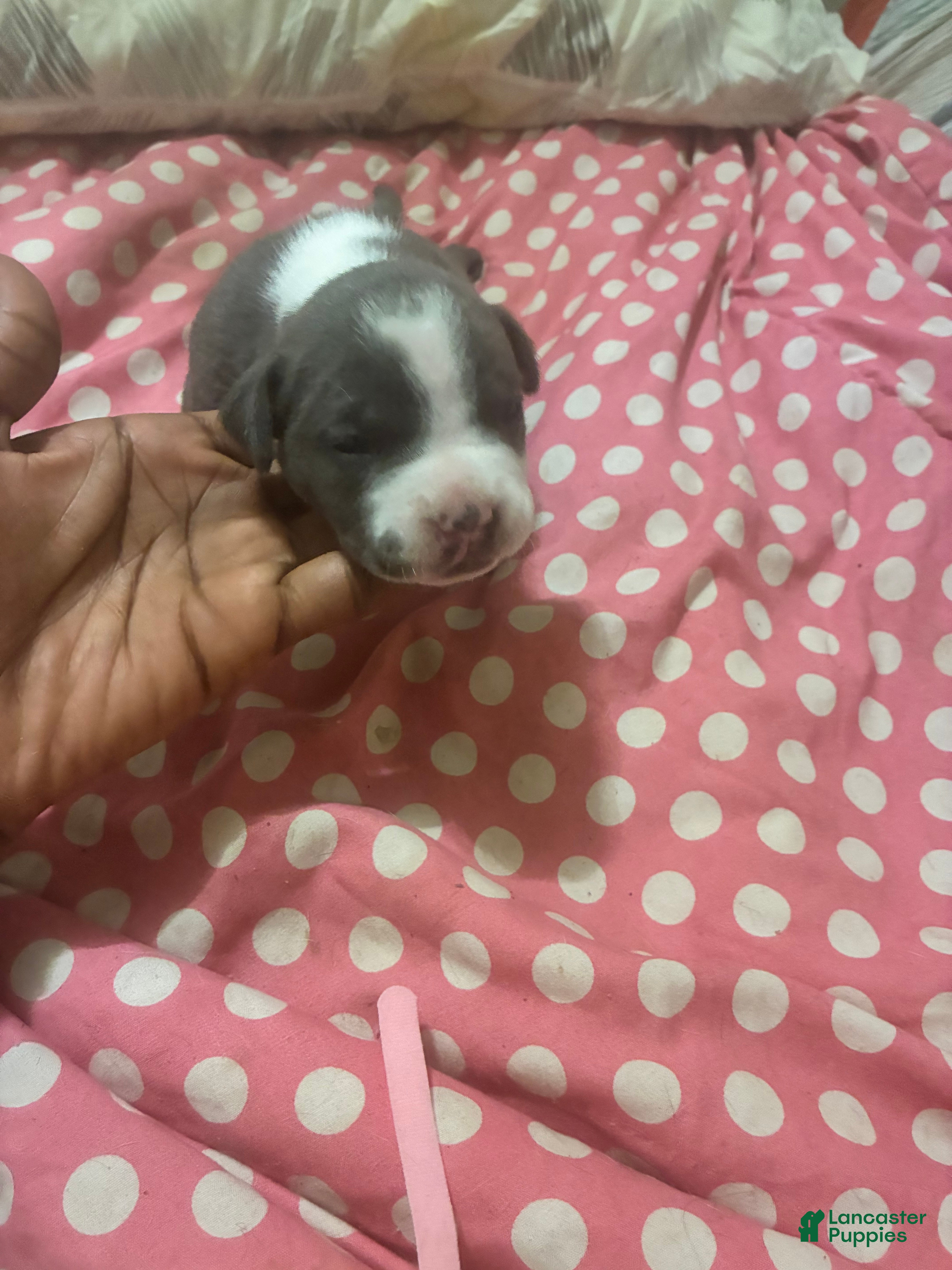 American Bully dogs American Bully Puppy 2 - Ad 39