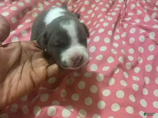 American Bully dogs American Bully Puppy 2 - Ad 39