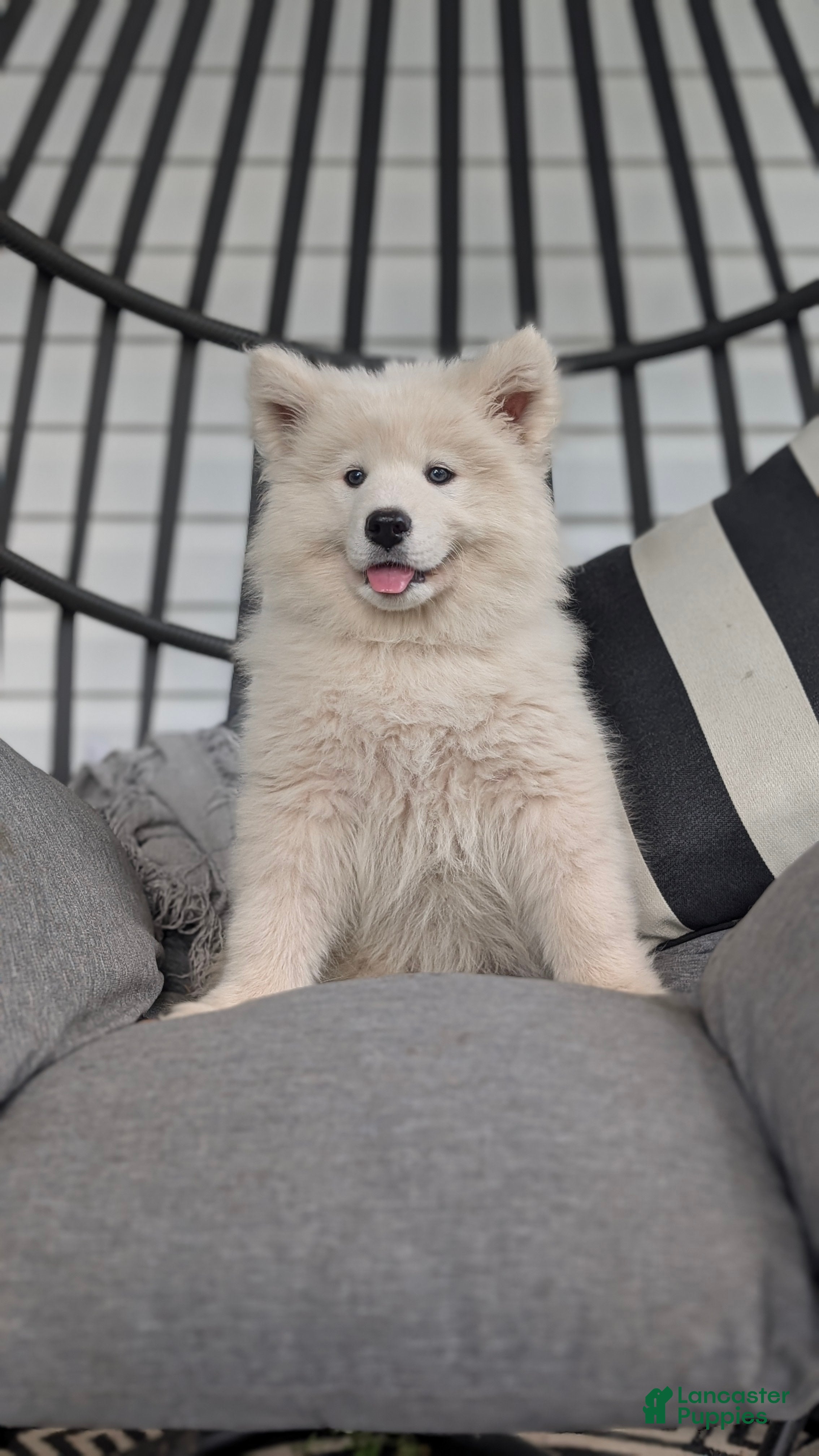 Samoyed dogs Bentley  - Ad 2