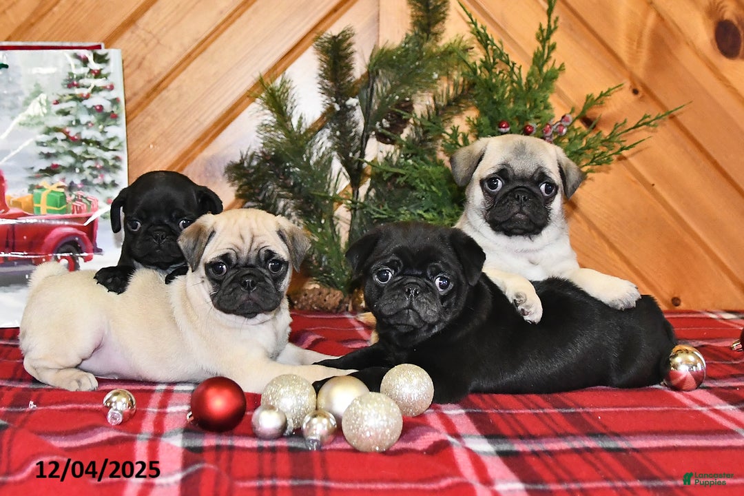 Pug dogs for sale: Holly - Ad 2