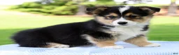 Welsh Corgi Pembroke dogs for sale: Wade - Ad 2